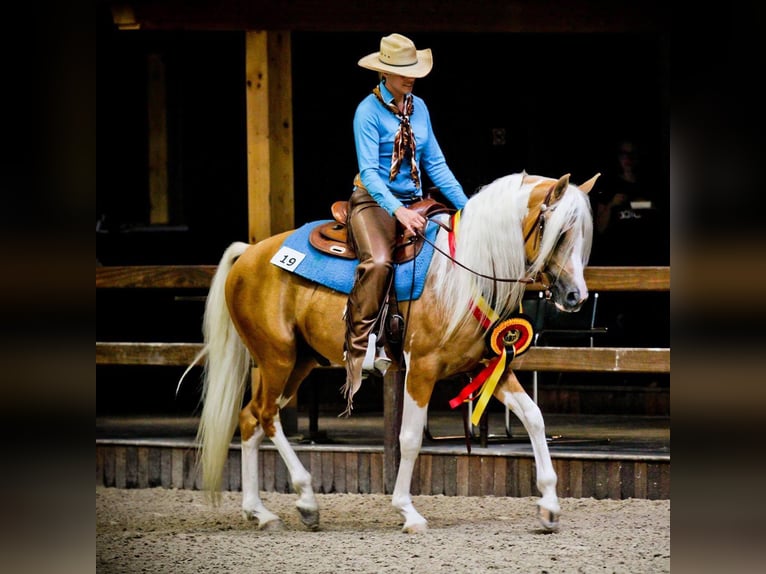 Arabian Partbred Mare Foal (05/2026) Palomino in Helvoirt