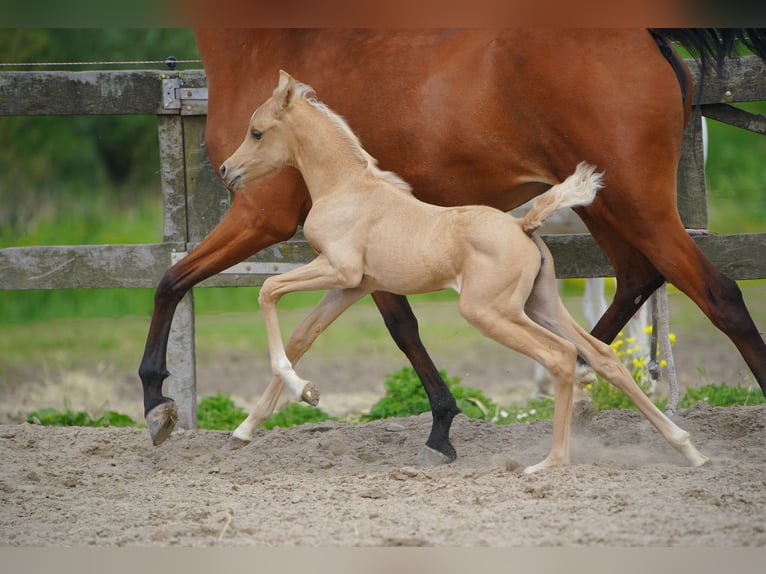 Arabian Partbred Mare Foal (01/2026) Palomino in Helvoirt