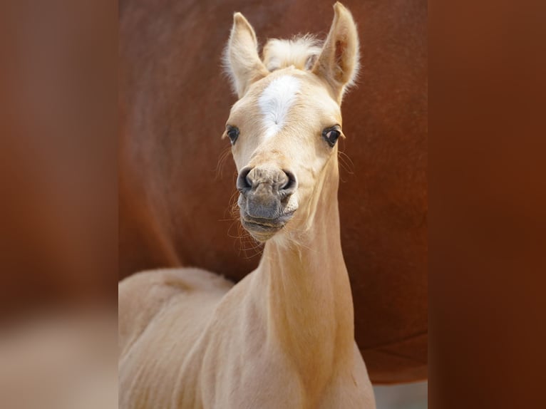 Arabian Partbred Mare Foal (01/2026) Palomino in Helvoirt