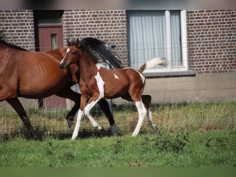 Arabian Partbred Mix Mare Foal (05/2025) Pinto in Hooglede