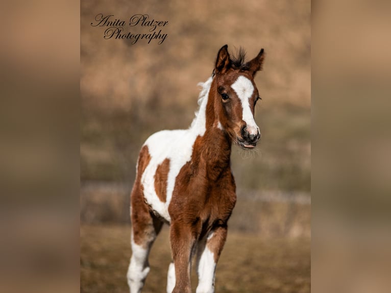 Arabian Partbred Mare  Pinto in Rauris