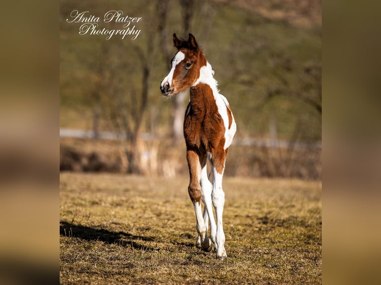 Arabian Partbred Mare  Pinto in Rauris