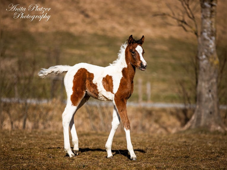 Arabian Partbred Mare  Pinto in Rauris