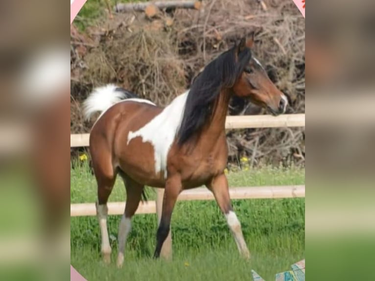 Arabian Partbred Mare Foal (05/2026) Pinto in Reibers