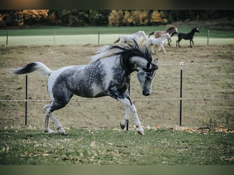Arabian Partbred Stallion 10 years 15,1 hh Grey in Puchberg