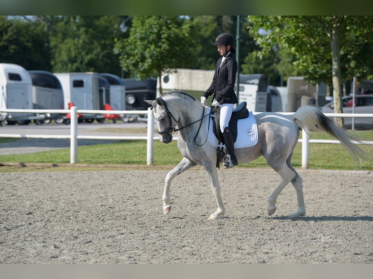 Arabian Partbred Stallion 10 years 15,1 hh Grey in Puchberg