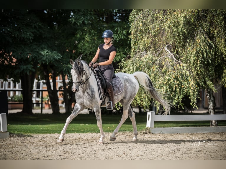 Arabian Partbred Stallion 10 years 15,1 hh Grey in Puchberg