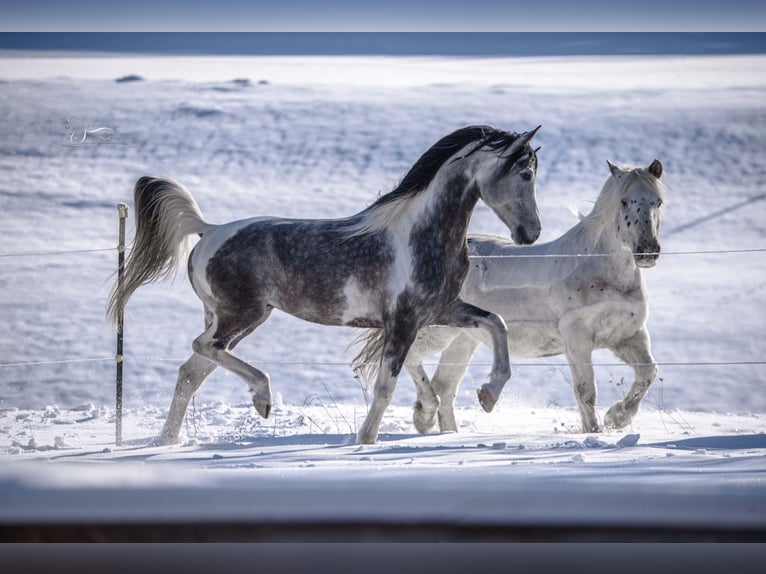 Arabian Partbred Stallion 10 years 15,1 hh Grey in Puchberg