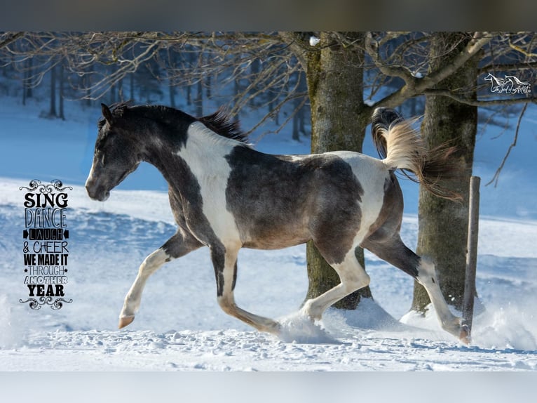 Arabian Partbred Stallion 10 years 15,1 hh Grey in Puchberg