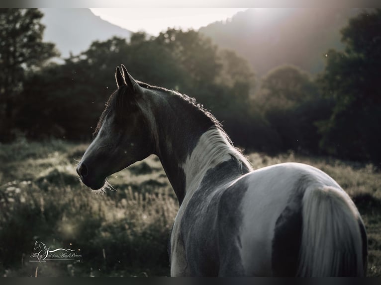 Arabian Partbred Stallion 10 years 15,1 hh Grey in Puchberg