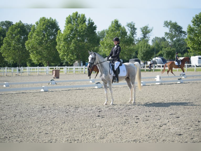 Arabian Partbred Stallion 10 years 15,1 hh Grey in Puchberg