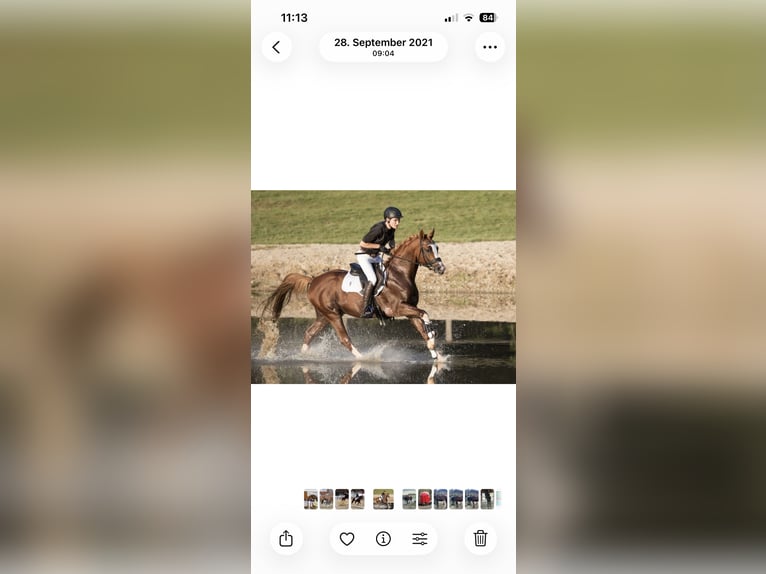 Arabian Partbred Stallion 10 years 15,2 hh Chestnut-Red in Lustadt