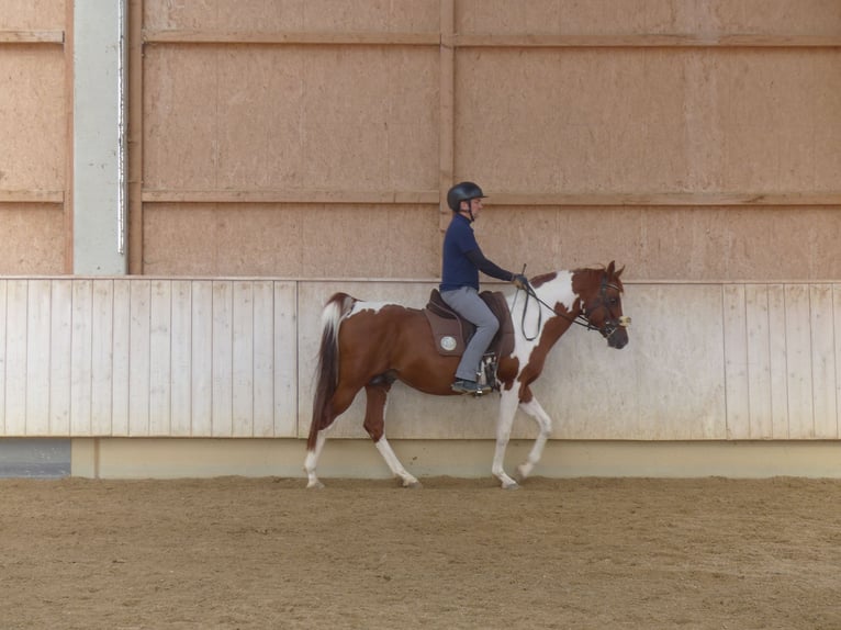 Arabian Partbred Stallion 11 years 15 hh Pinto in Rot an der Rot