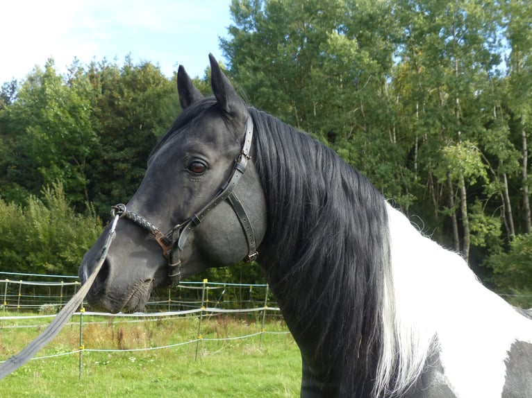 Arabian Partbred Stallion 11 years 15 hh Pinto in Rot an der Rot