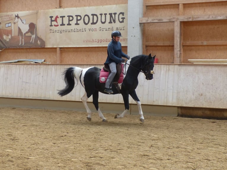 Arabian Partbred Stallion 11 years 15 hh Pinto in Rot an der Rot