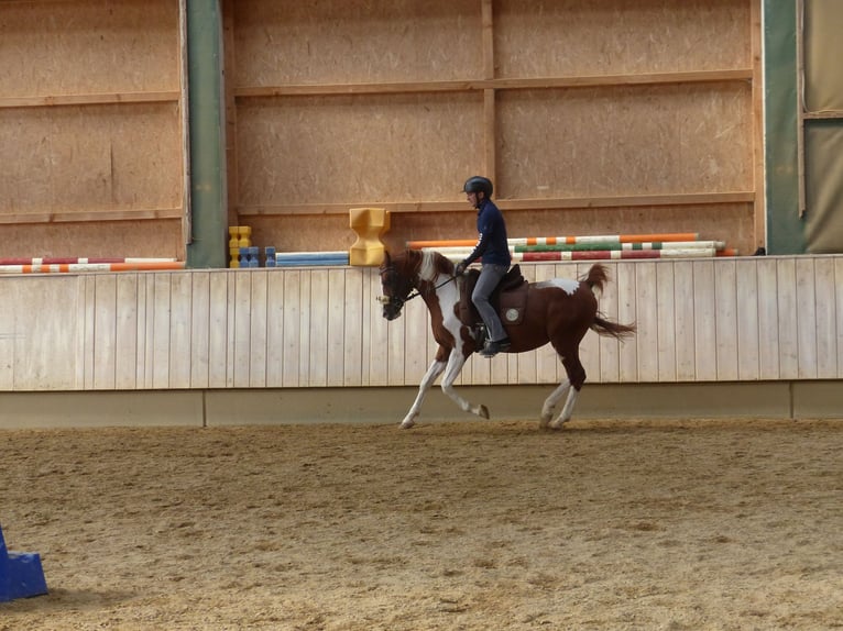 Arabian Partbred Stallion 11 years 15 hh Pinto in Rot an der Rot