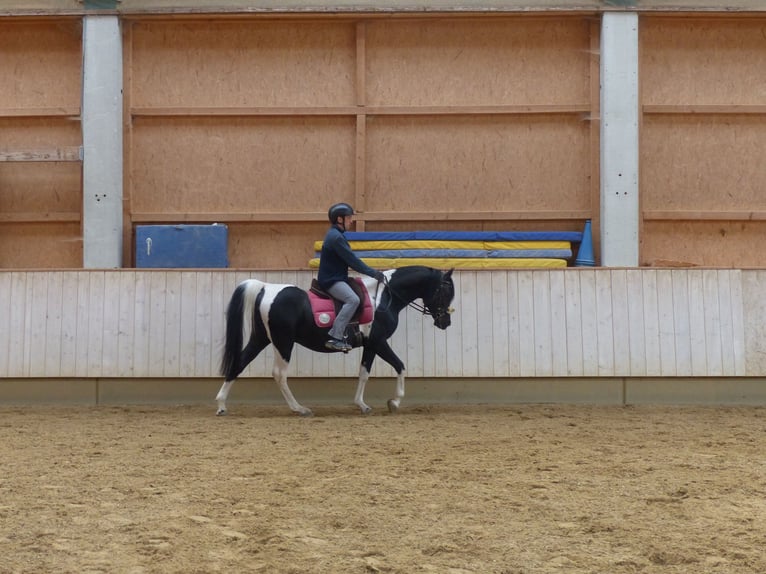 Arabian Partbred Stallion 11 years 15 hh Pinto in Rot an der Rot