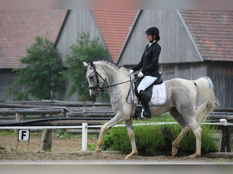 Arabian Partbred Stallion 11 years 15,1 hh Grey in Puchberg