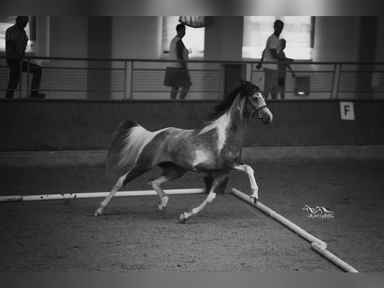 Arabian Partbred Stallion 11 years 15,1 hh Grey in Puchberg