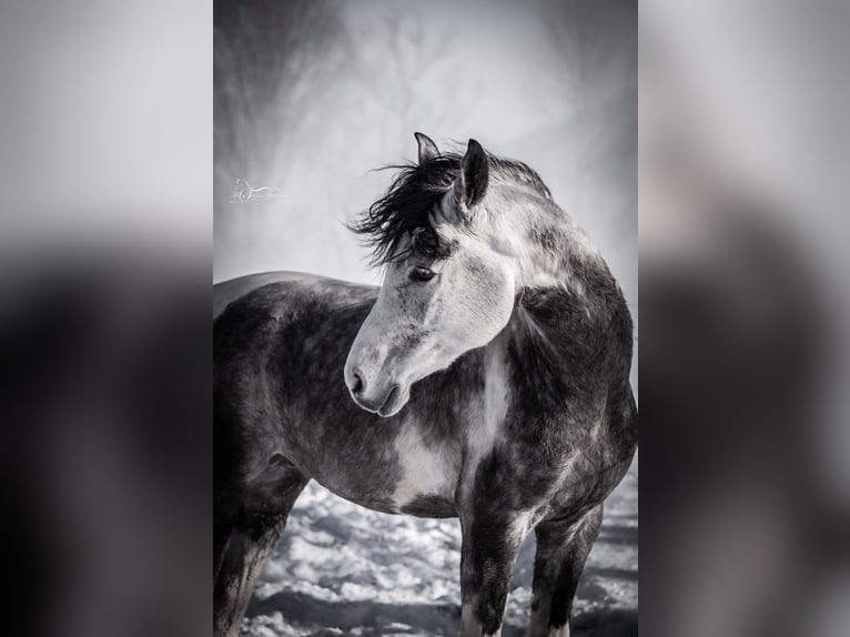 Arabian Partbred Stallion 11 years 15,1 hh Grey in Puchberg