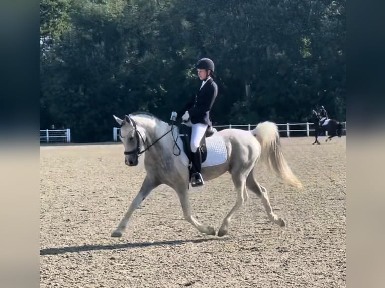 Arabian Partbred Stallion 11 years 15,1 hh Grey in Puchberg