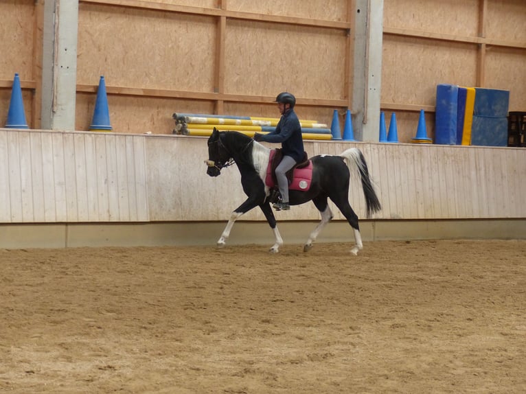 Arabian Partbred Stallion 12 years 15 hh Pinto in Rot an der Rot