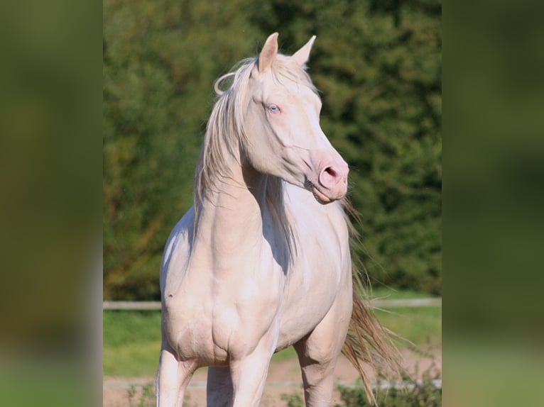 Arabian Partbred Stallion 13 years 15,2 hh Tobiano-all-colors in Kraichtal