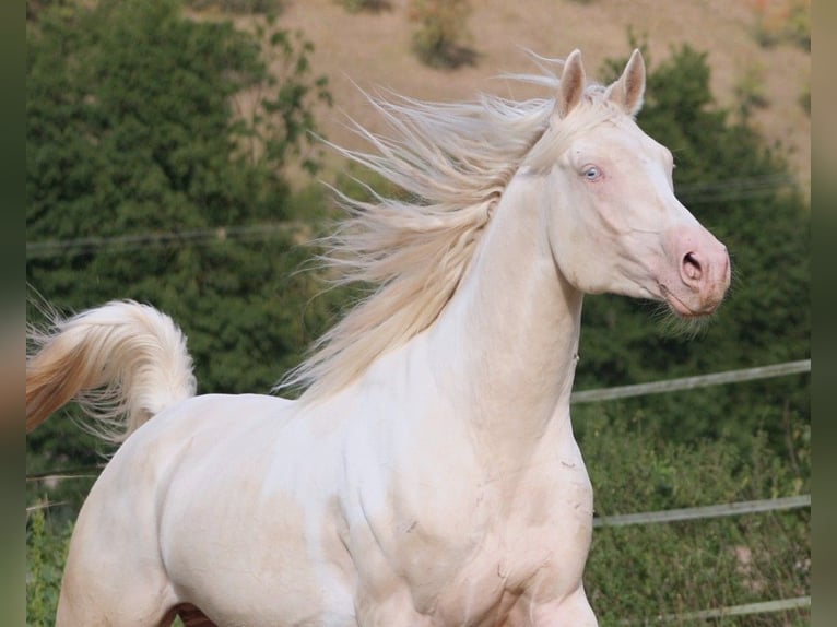 Arabian Partbred Stallion 13 years 15,2 hh Tobiano-all-colors in Kraichtal