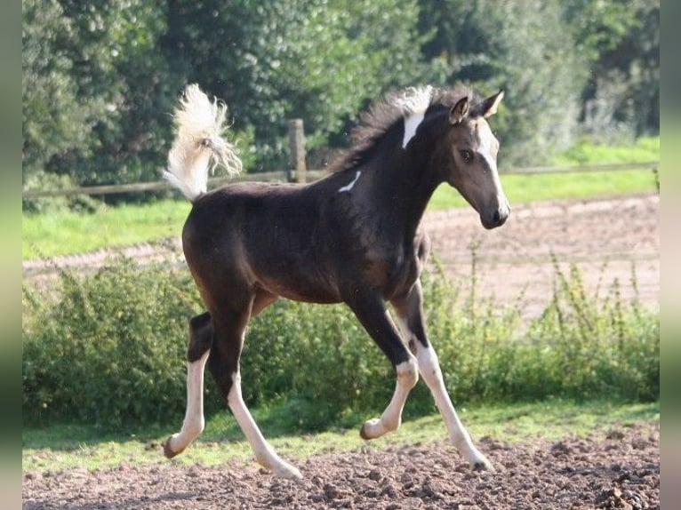 Arabian Partbred Stallion 13 years 15,2 hh Tobiano-all-colors in Kraichtal