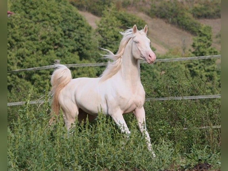 Arabian Partbred Stallion 13 years 15,2 hh Tobiano-all-colors in Kraichtal