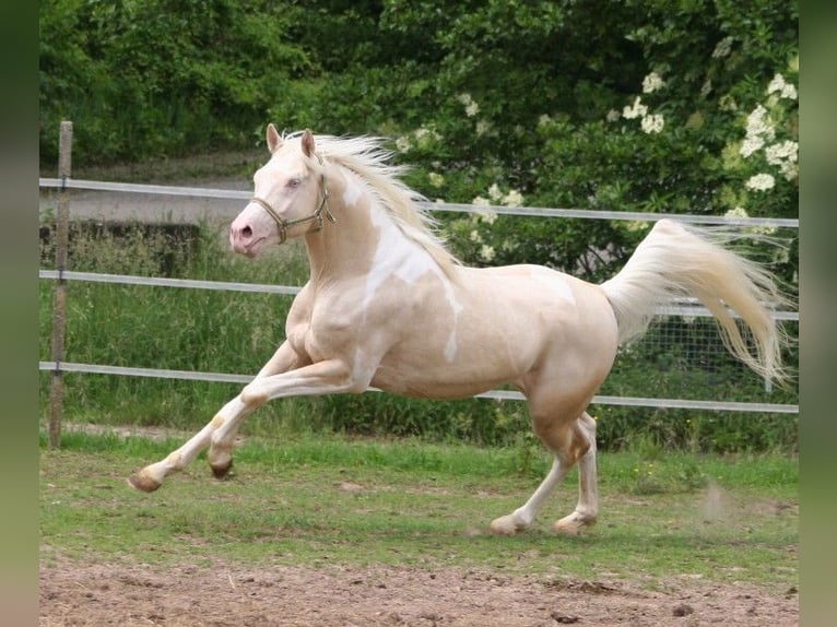 Arabian Partbred Stallion 13 years 15,2 hh Tobiano-all-colors in Kraichtal