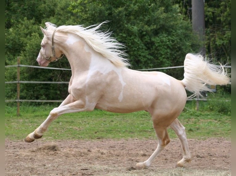 Arabian Partbred Stallion 13 years 15,2 hh Tobiano-all-colors in Kraichtal