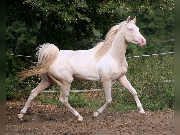 Arabian Partbred Stallion 13 years 15,2 hh Tobiano-all-colors in Kraichtal