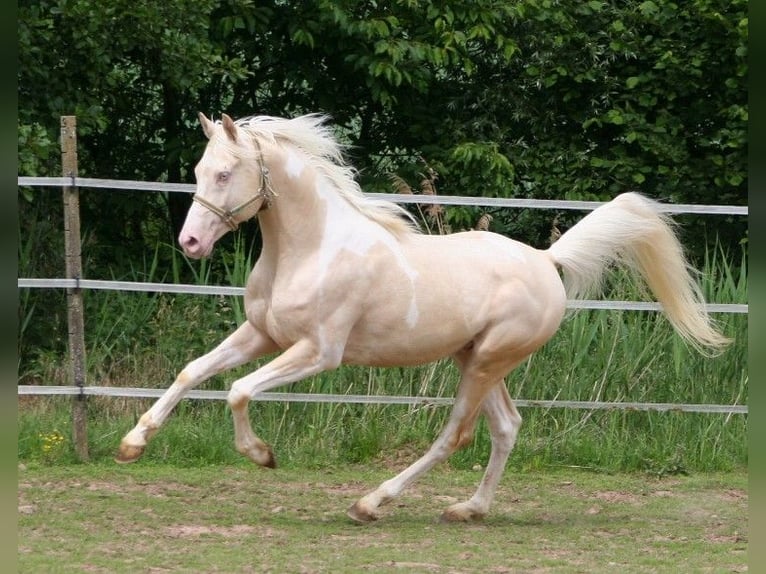 Arabian Partbred Stallion 13 years 15,2 hh Tobiano-all-colors in Kraichtal