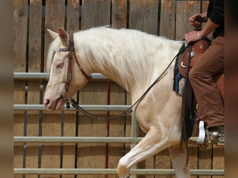 Arabian Partbred Stallion 13 years 15,2 hh Tobiano-all-colors in Kraichtal