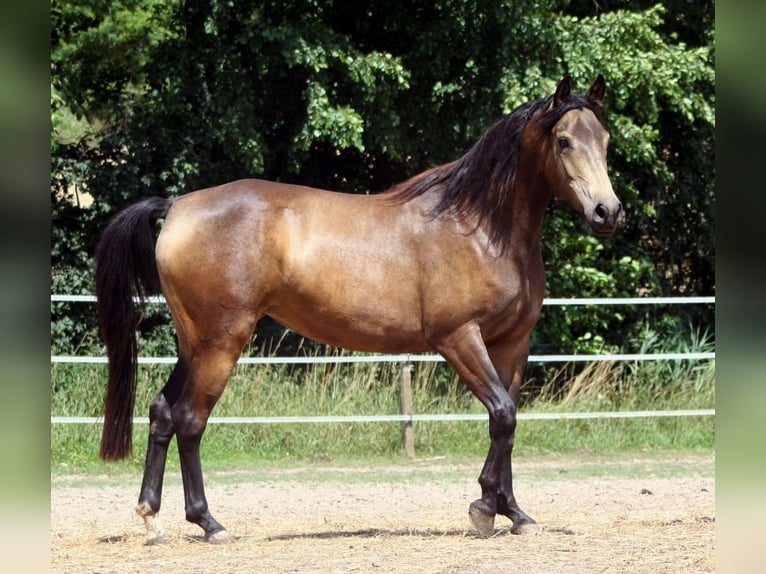 Arabian Partbred Stallion 13 years 15,2 hh Tobiano-all-colors in Kraichtal