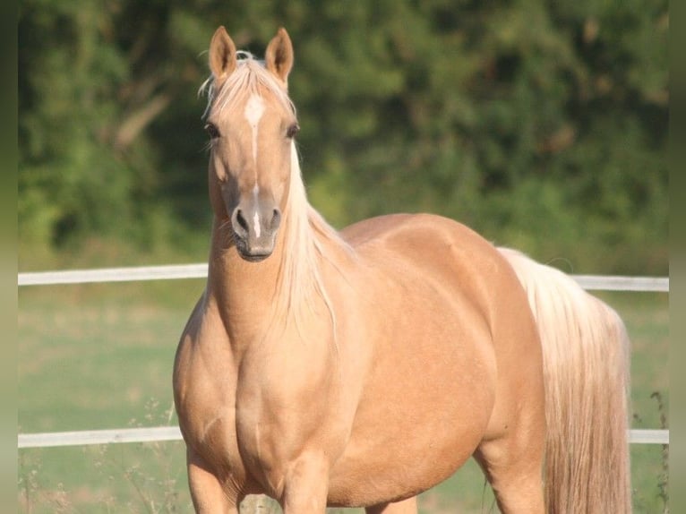 Arabian Partbred Stallion 13 years 15,2 hh Tobiano-all-colors in Kraichtal