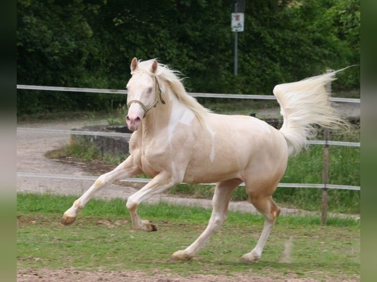 Arabian Partbred Stallion 13 years 15,2 hh Tobiano-all-colors in Kraichtal