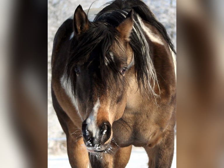 Arabian Partbred Stallion 13 years 15,2 hh Tobiano-all-colors in Kraichtal