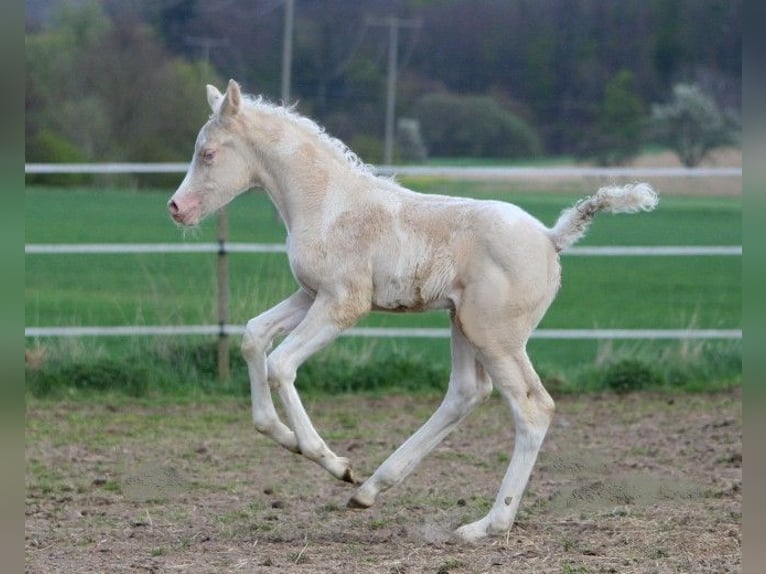 Arabian Partbred Stallion 13 years 15,2 hh Tobiano-all-colors in Kraichtal