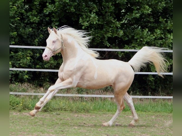 Arabian Partbred Stallion 13 years 15,2 hh Tobiano-all-colors in Kraichtal