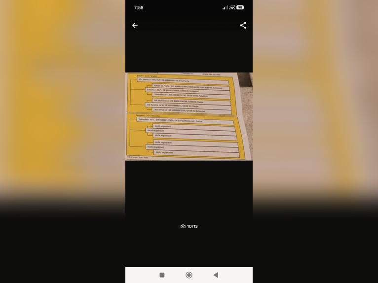 Arabian Partbred Stallion 1 year 14.2 hh Chestnut-Red in Rietberg