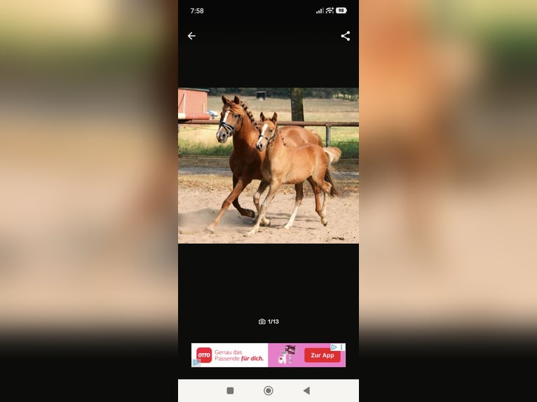 Arabian Partbred Stallion 1 year 14.2 hh Chestnut-Red in Rietberg