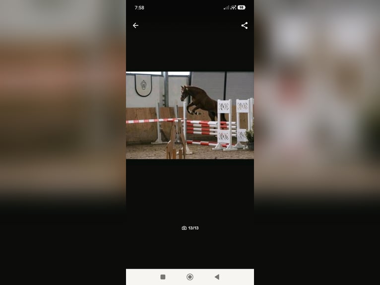 Arabian Partbred Stallion 1 year 14.2 hh Chestnut-Red in Rietberg