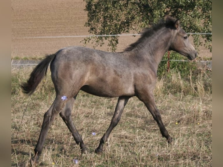 Arabian Partbred Stallion 1 year 14,2 hh Gray in Rosenberg