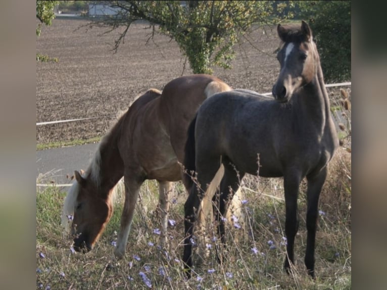 Arabian Partbred Stallion 1 year 14,2 hh Gray in Rosenberg