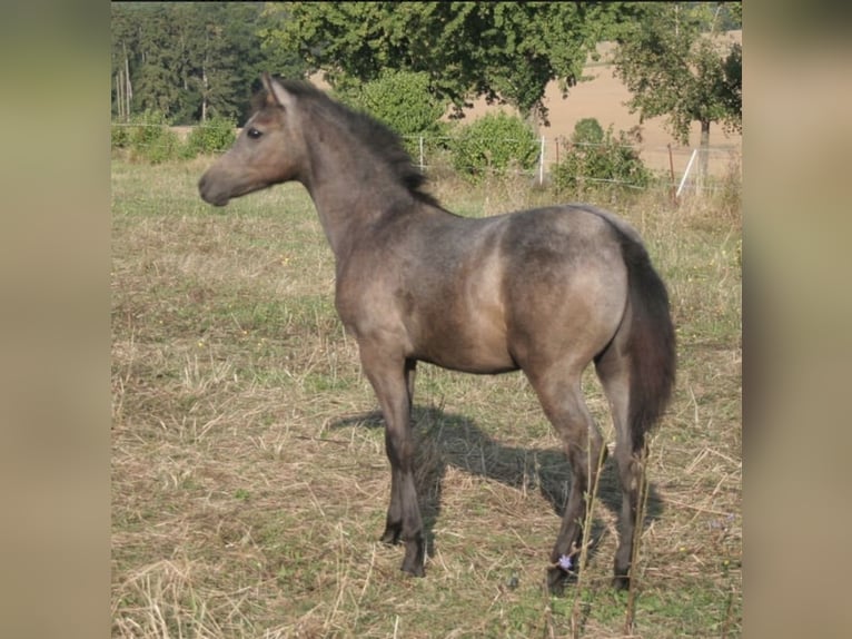 Arabian Partbred Stallion 1 year 14,2 hh Gray in Rosenberg