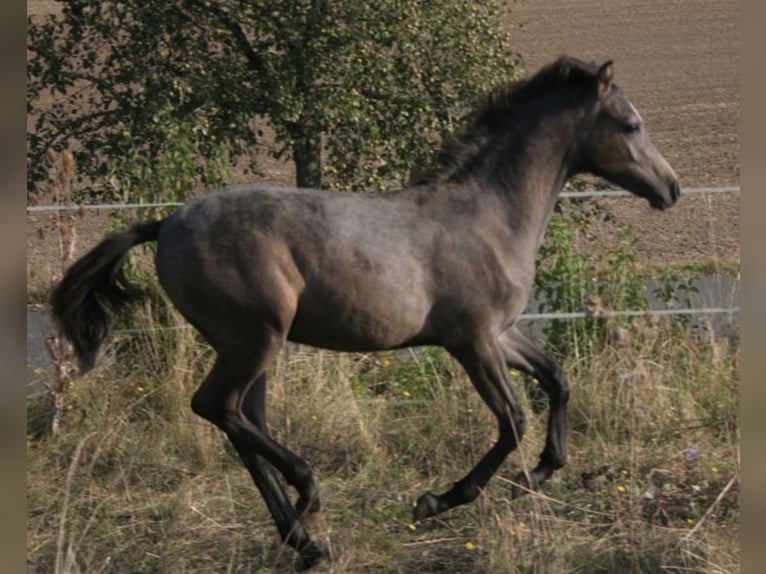 Arabian Partbred Stallion 1 year 14,2 hh Gray in Rosenberg