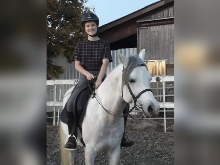 Arabian Partbred Stallion 1 year 14,2 hh Gray in Rosenberg