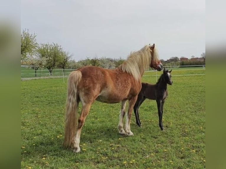 Arabian Partbred Stallion 1 year 14,2 hh Gray in Rosenberg